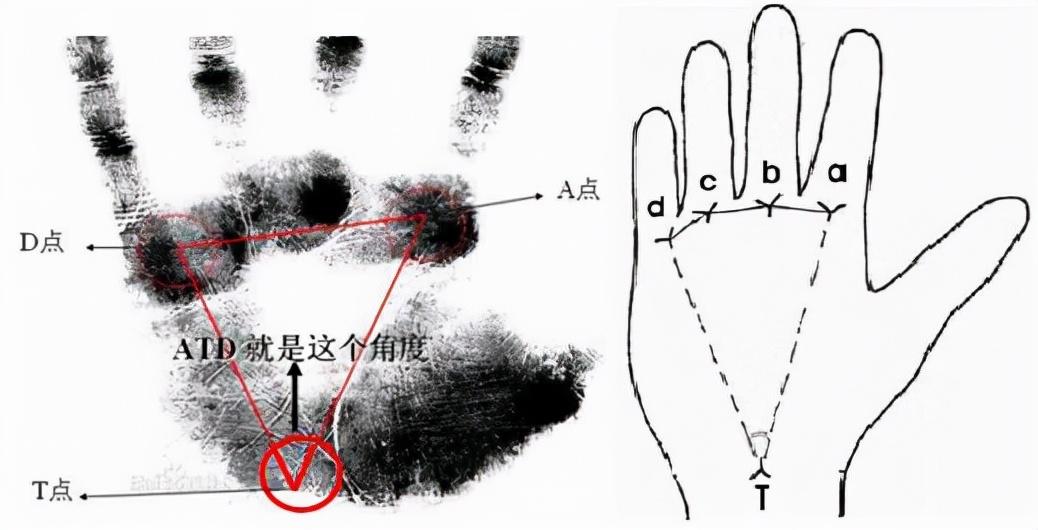 手掌纹算命(为什么有些人的手掌会有掌纹?)插图2 手掌纹算命(为什么有些人的手掌会有掌纹?)